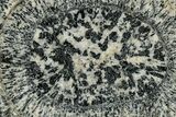 Polished Orbicular Granite Section - Western Australia #353165-1